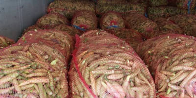 W ofercie od sierpnia do października: czerwona papryka kapia