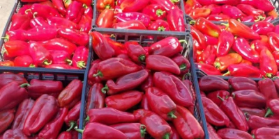 W ofercie od sierpnia do października: czerwona papryka kapia