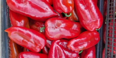 W ofercie od sierpnia do października: czerwona papryka kapia