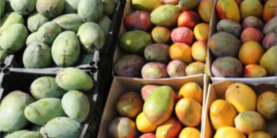 Sprzedaję egipskie mango, najlepsze na świecie. Bezpośrednio od producentów.