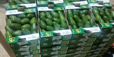 Sprzedaję egipskie mango, najlepsze na świecie. Bezpośrednio od producentów.