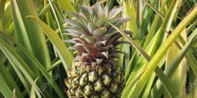 Sprzedaję egipskie mango, najlepsze na świecie. Bezpośrednio od producentów.