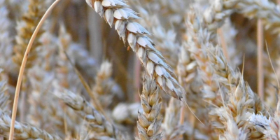 Pszenica spożywcza, luzem, białko 15+, gluten 33+, kg/hl 780-820.