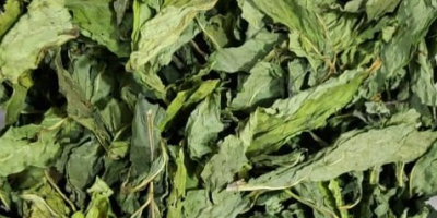 CAŁE LIŚCIE MOCNY AROMAT NATURALNY ZIELONY KOLOR SUSZENIE NA