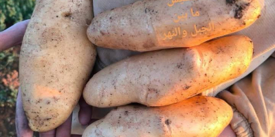 Dostarczamy świeże warzywa i owoce, starannie wyselekcjonowane i pakowane