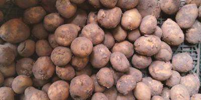 Mam na sprzedaż 5 ton ziemniaków. Odmiana Redsonia i