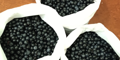 Świeże borówki. 150 CZK za kilogram. Przyjmujemy zamówienia. Lokalizacja: