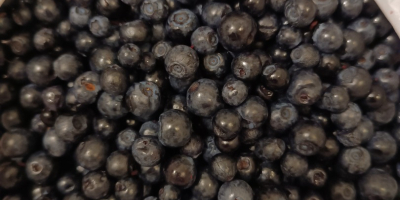 Świeże borówki. 150 CZK za kilogram. Przyjmujemy zamówienia. Lokalizacja: