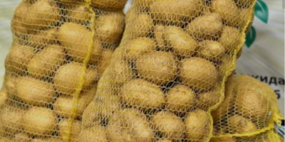 ❗️❗️❗️Witam, sprzedam ziemniaki Soraya od producenta. Posiadam ilość! tel.