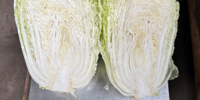 Mam na sprzedaż kapustę pekińską przemysłową, od 2 kg