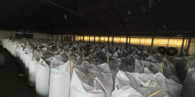 Oferujemy owies ekologiczny-biosuisse, 50 ton, wysoka jakość, cena zgodna