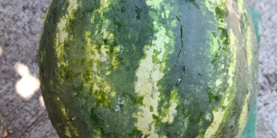 Sprzedaję arbuzy odmiany Sinfonia i melony odmiany Karpathos w