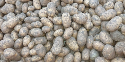 Na sprzedaż 250 ton ziemniaków odmiany Fontane, klasa 35+.