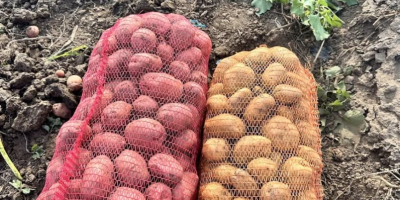 Sprzedam około 40 ton ziemniaków białych i czerwonych! Cena
