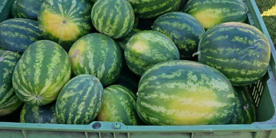 Sprzedam polskiego arbuza odmiany melia oraz tigrimini. Możliwość przygotowania