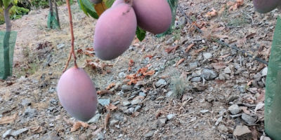 Organiczne mango z regionu Axarquia na sprzedaż, od drzewa