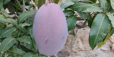Organiczne mango z regionu Axarquia na sprzedaż, od drzewa