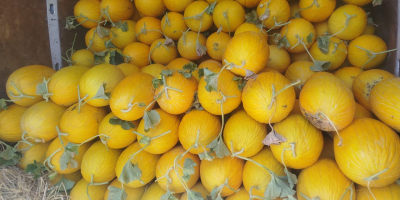 Jesteśmy firmą zajmującą się sprzedażą produktów rolnych w Maroku