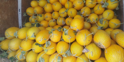 Jesteśmy firmą zajmującą się sprzedażą produktów rolnych w Maroku