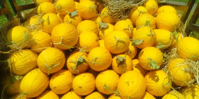 Jesteśmy firmą zajmującą się sprzedażą produktów rolnych w Maroku