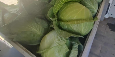 + Możliwość zakupu dużych ilości + Cena: 2,3 zł/kg