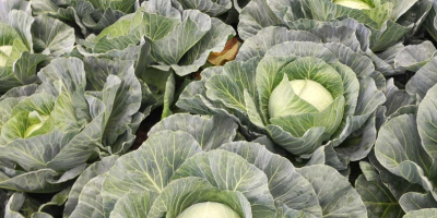 + Możliwość zakupu dużych ilości + Cena: 2,3 zł/kg