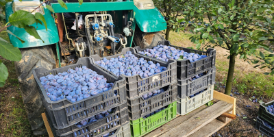 Hurtowe śliwki – prosto z sadu. Dostarczamy świeże, wysokiej