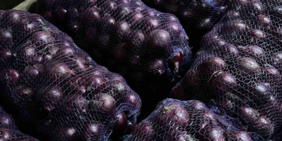 Producent sprzedaje cebulę ze zbiorów 2025 roku na stałe