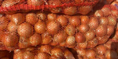 Producent sprzedaje cebulę ze zbiorów 2025 roku na stałe