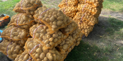 Ziemniaki odmiany DENAR 40 worków po 15 kg. Niemyte,