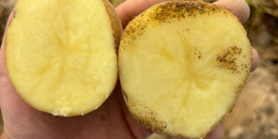 Ziemniaki sprzedawane są po 0,30 euro za kg. [Telefon]