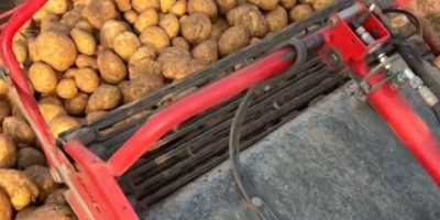 Ziemniaki sprzedawane są po 0,30 euro za kg. [Telefon]