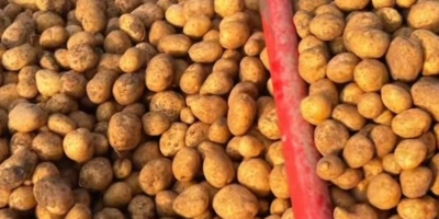 Ziemniaki sprzedawane są po 0,30 euro za kg. [Telefon]