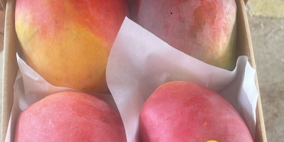 Mango świeże gotowe do spożycia importowane z Egiptu do