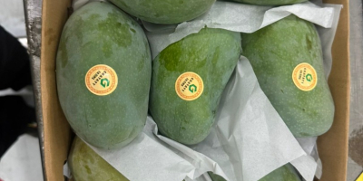 Mango świeże gotowe do spożycia importowane z Egiptu do