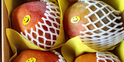 Mango świeże gotowe do spożycia importowane z Egiptu do