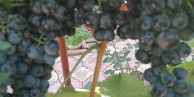 Własna winnica Odmiana - Burgundia