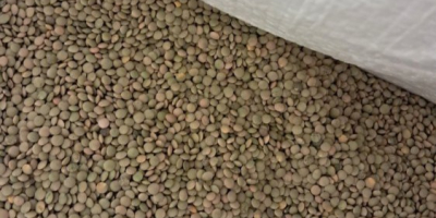Do 23 000 kg soczewicy drobnolistnej sprzedaje się po