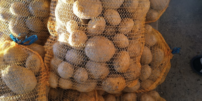 Sprzedam ziemniaki odmiany Vineta bardzo smaczne świeżo kopane pakowane