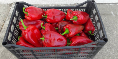 Oferta świeżych warzyw. Papryka czerwona. Firma „Bašta i špajz”