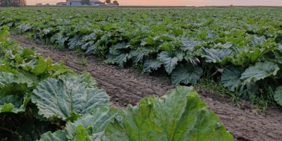 Sprzedajemy rabarbar Goliat. Możliwa dostawa do Niemiec. Osoba kontaktowa: