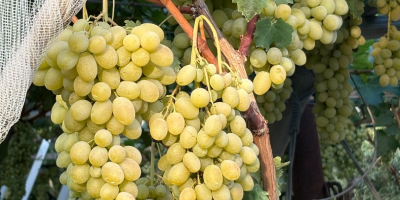 Sprzedam winogrona. Różne odmiany: Montepulciano, Lambrusco, Pizzutella i inne.