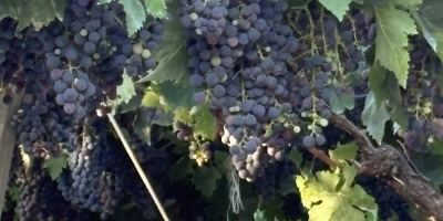 Sprzedam winogrona. Różne odmiany: Montepulciano, Lambrusco, Pizzutella i inne.
