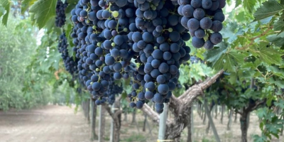 Sprzedam winogrona. Różne odmiany: Montepulciano, Lambrusco, Pizzutella i inne.