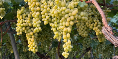 Sprzedam winogrona. Różne odmiany: Montepulciano, Lambrusco, Pizzutella i inne.