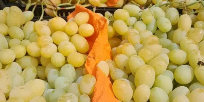 Sprzedaję dużą ilość doskonałych i wysokiej jakości winogron słynnej