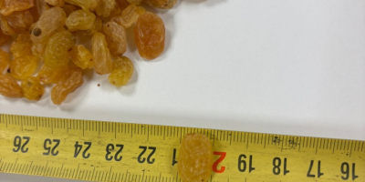 We are selling Yeallow golden rasins packed in 10kg