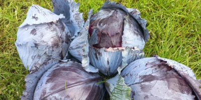 Sprzedam czerwoną kapustę. Cena i opakowania do uzgodnienia