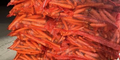 Sprzedam: Cebulę, Marchew, Pasternak, Ziemniaki 10kg / big bag