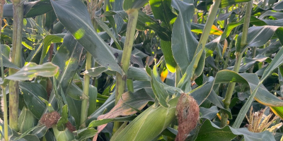 Kukurydza cukrowa (sweet corn) super słodka Kiara f1. Prosto